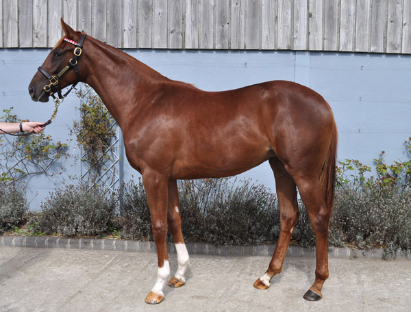 lot 457 photo